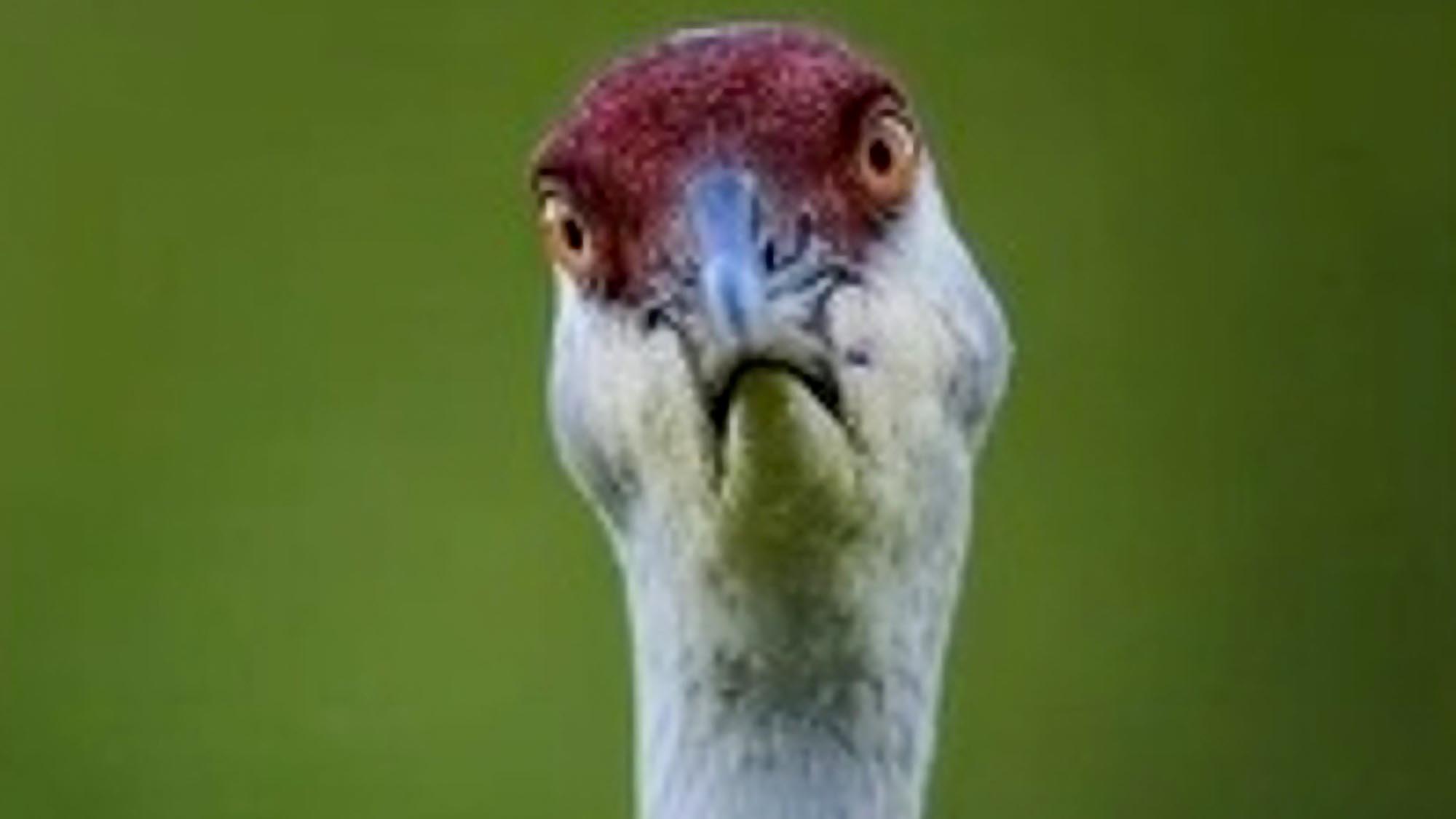 Read more about the article Angry Bird Gives Wildlife Photographer The Evil Eye