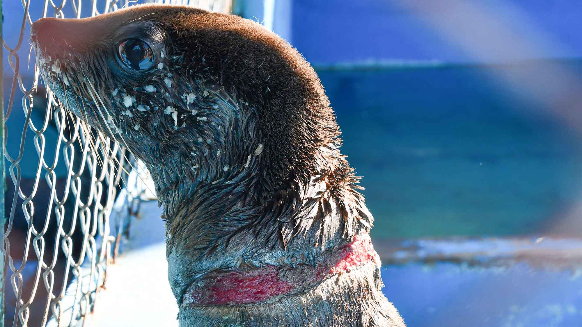 Read more about the article Seals Gaping Neck Wound From Plastic Packing Band