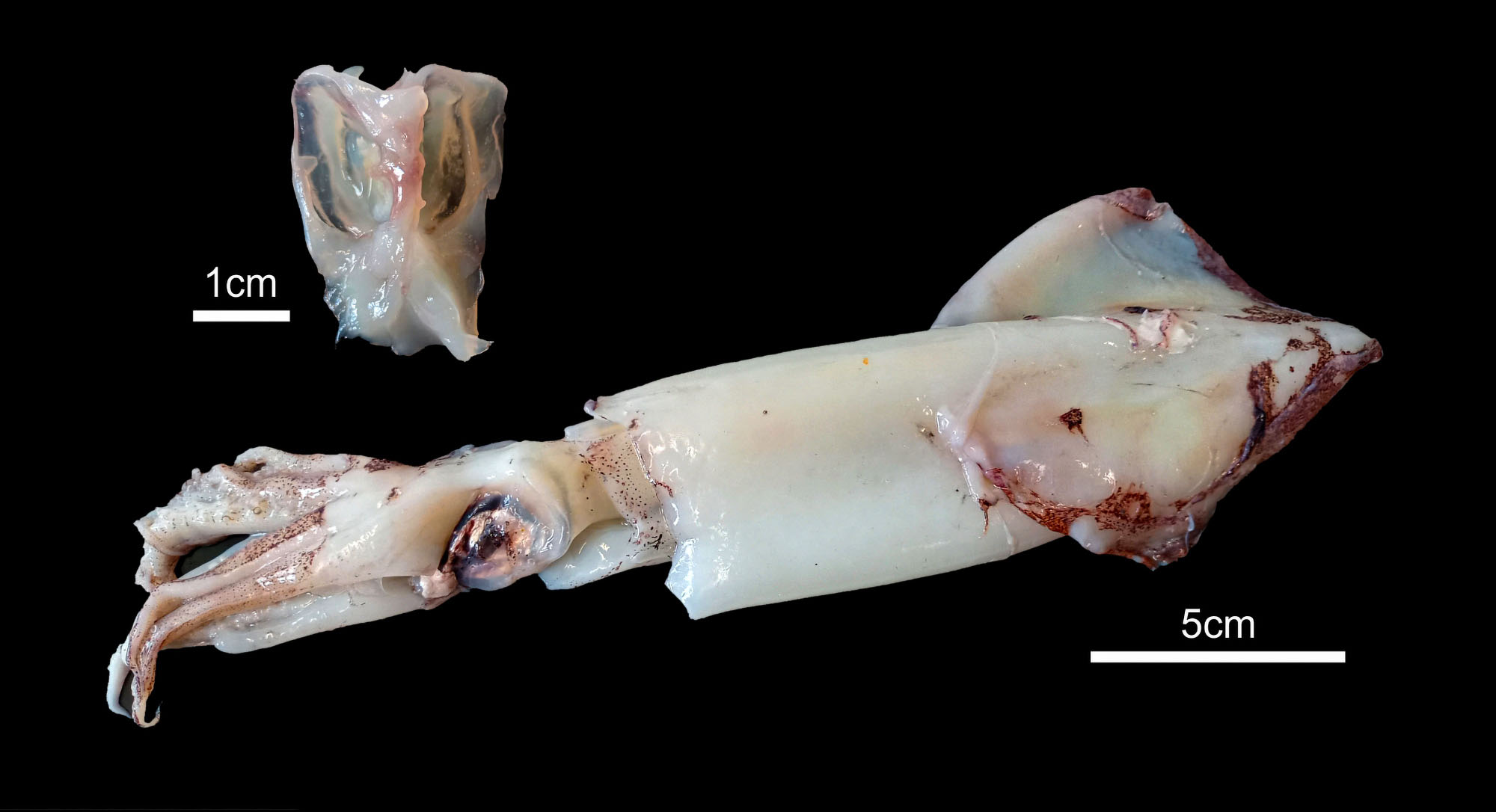 Read more about the article Austrian Scientists Find Worlds First Proof Of Fossilised Squid Cartilage Using Home Office To Work In
