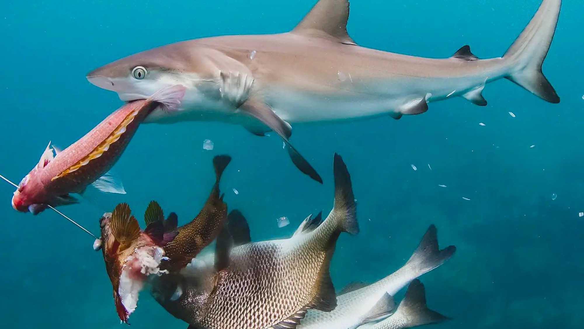 Read more about the article Sneaky Shark Tries To Steal Divers Fish