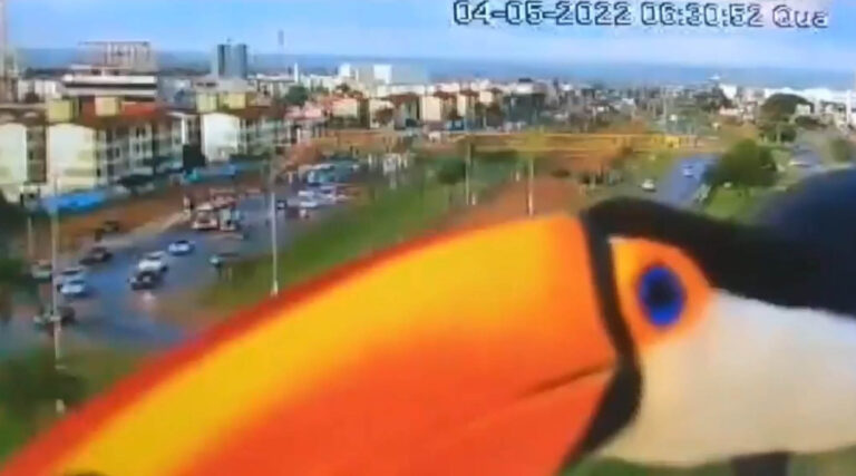 Read more about the article Cute Toucan Inspects Traffic Camera On Brazilian Motorway