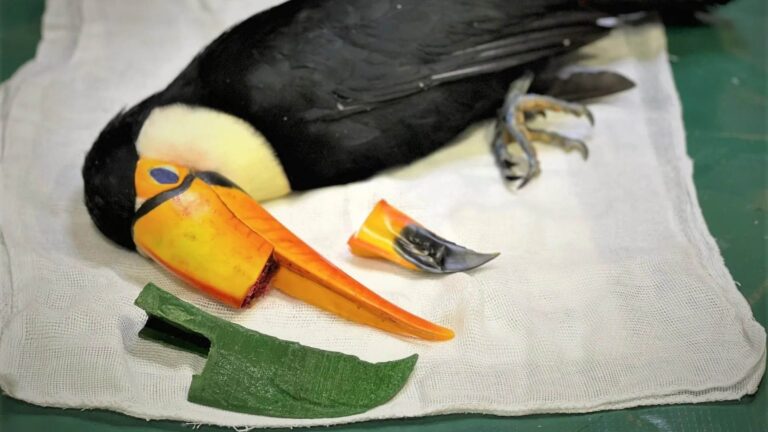 Read more about the article Toucan Broken Beak Fixed With 3D Printer