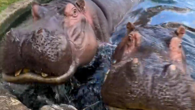 Read more about the article Brave Zookeeper Checks Out Hippos Teeth