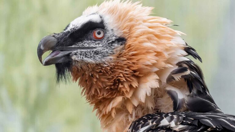 Read more about the article Adopted Vulture Chick Released Into The Wild