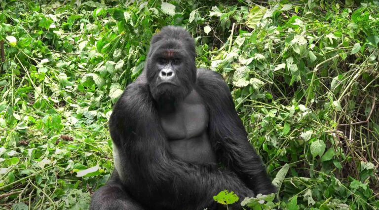 Read more about the article Three Gorillas Test Positive For COVID In Spain