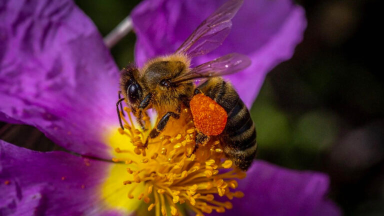 Read more about the article Scientists Develop Honey-Based Bee DNA Test To Monitor Hive Health