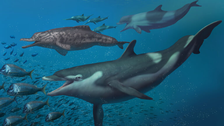 Read more about the article Boffins Find Two New Prehistoric Dolphin Species – In Swiss Alps