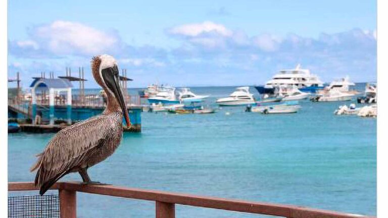 Read more about the article Luxury Hotel On Galapagos Isle Will Destroy Wildlife Say Experts
