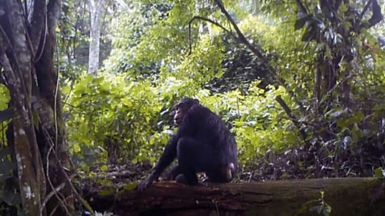 Read more about the article Scientists Create World’s Largest Chimp DNA Genome From Poop