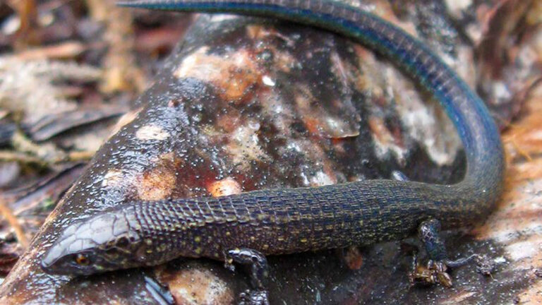 Read more about the article New Endangered Lizard Species Discovered In Inca City Machu Picchu