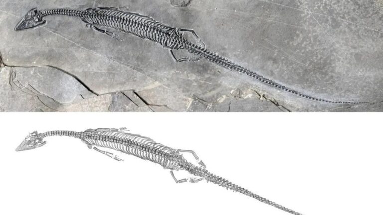 Read more about the article New Ocean Going Dino Species Had Massive Tail To Swim At Speed