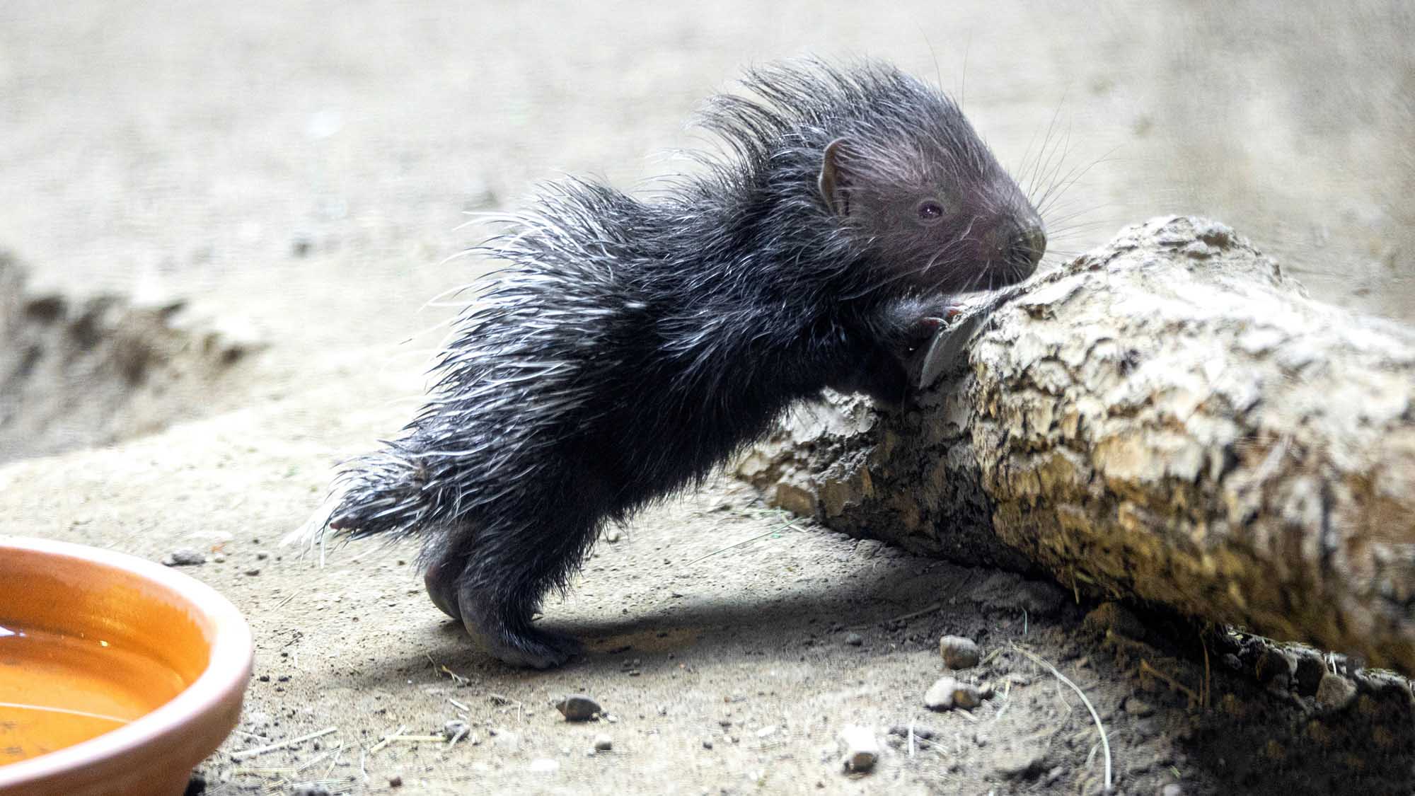How Was This Cute Baby Porcupine Conceived? Very Very Carefully Say Experts