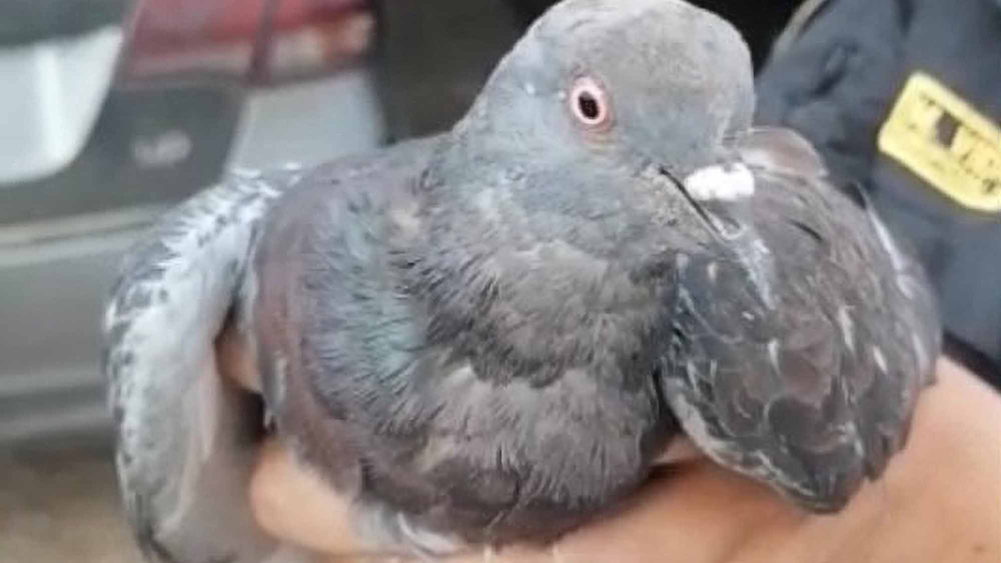 Read more about the article Cops Seize Prison Carrier Pigeon With Cannabis Tied To Neck
