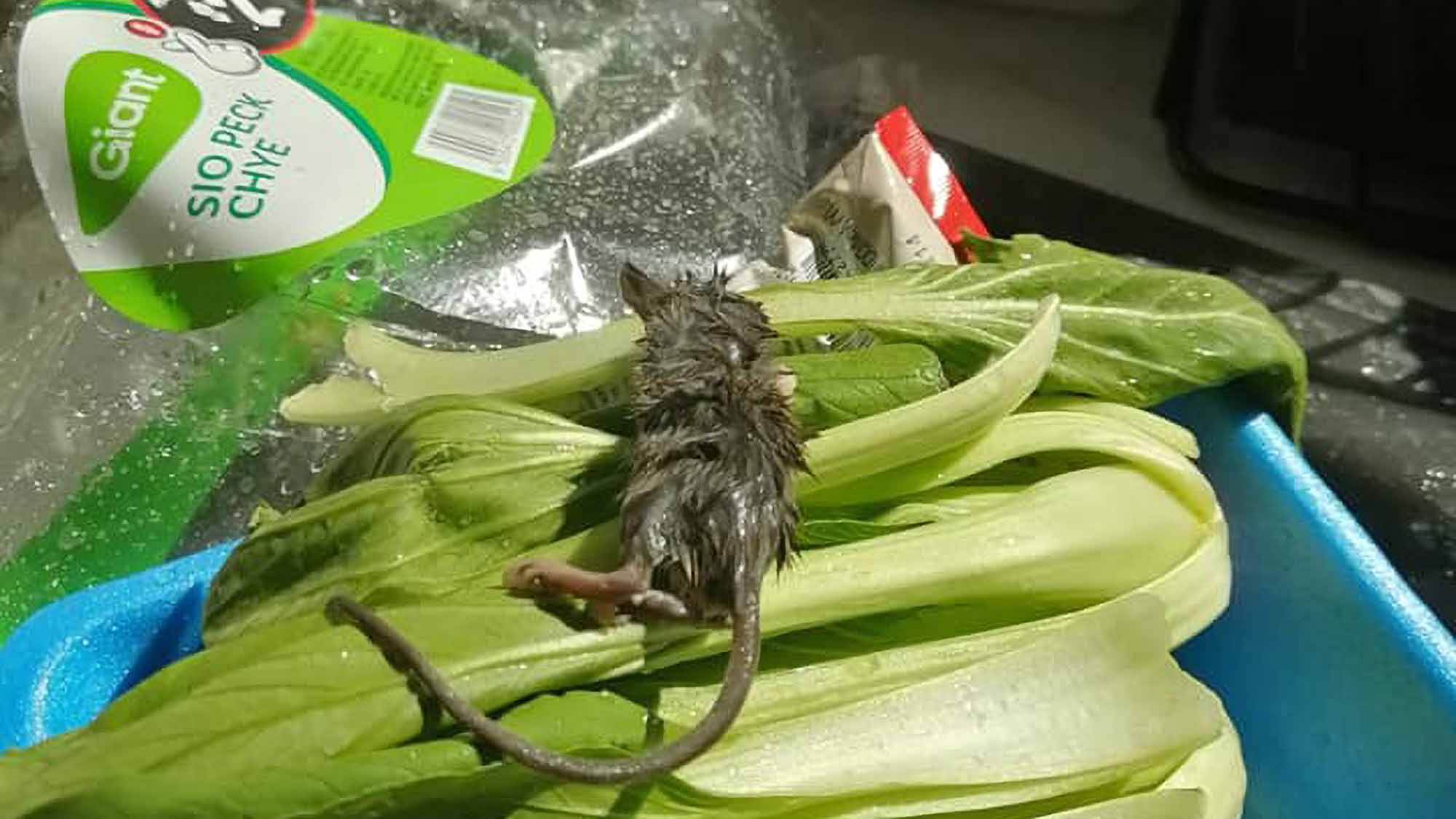 Read more about the article Horrified Shopper Finds Dead Rat In Veg Pack