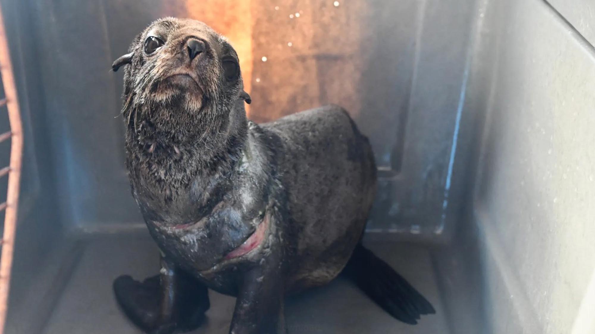Read more about the article Heartbreaking Agony Of Sea Lion Found With Fishing Net Cutting Deep Into Its Flesh