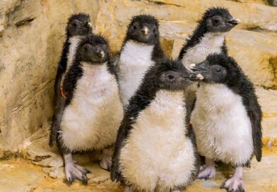 Adorable Rockhopper Penguin Chicks Steal The Show