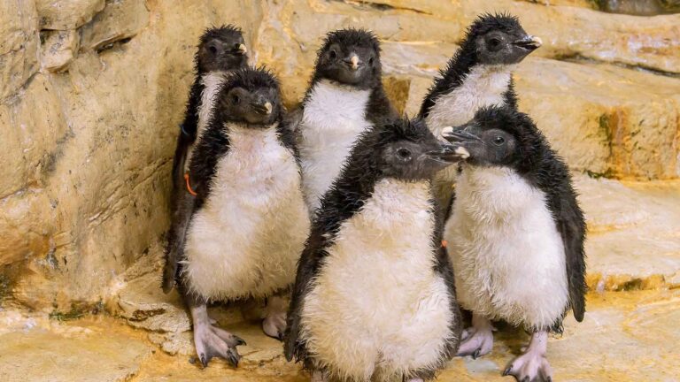 Read more about the article Adorable Rockhopper Penguin Chicks Steal The Show