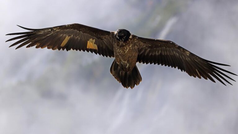 Read more about the article Bearded Vulture Released In Wild After Over 100 Years Found Dead