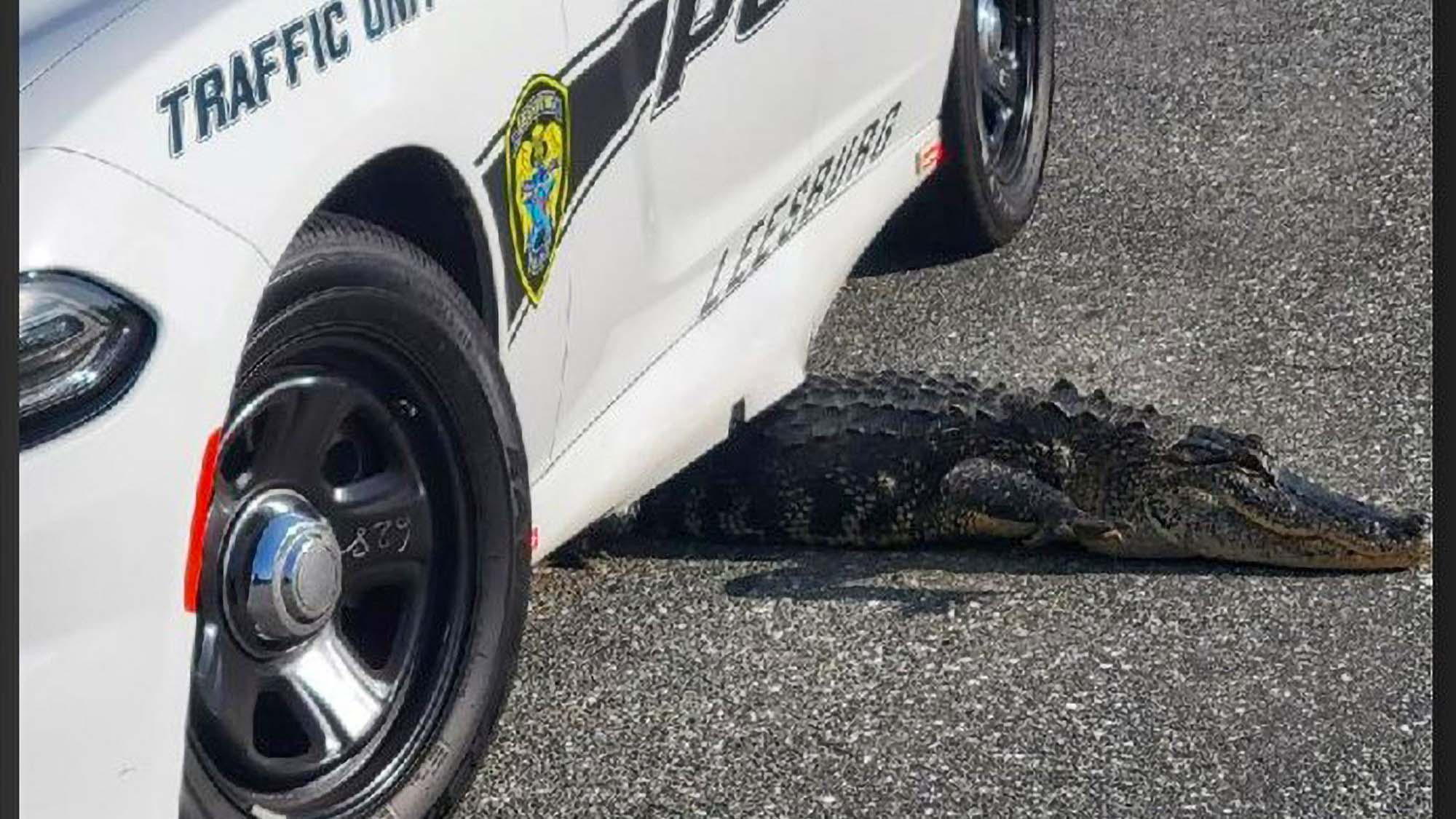 Read more about the article Fleeing Alligator Wedges Itself Under Florida Cop Car
