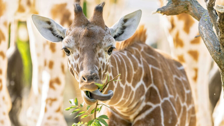 Read more about the article Adorable Giraffe Calf Runs Rings Round Grown Ups
