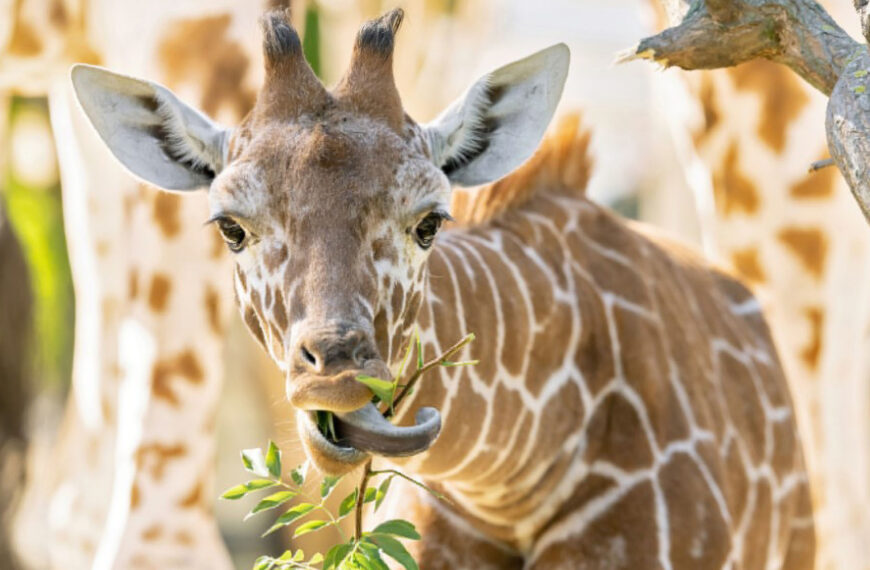Adorable Giraffe Calf Runs Rings Round Grown Ups