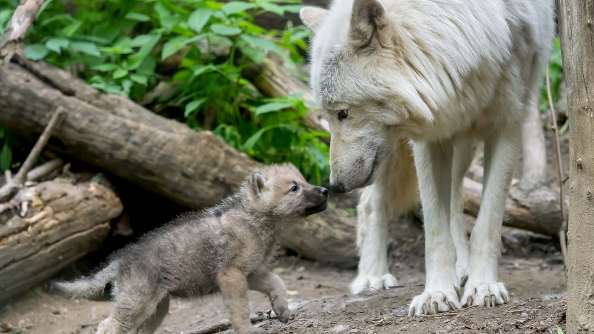 Read more about the article White Wolf Cubs Born Brown So They Can Hide In Underground Burrow
