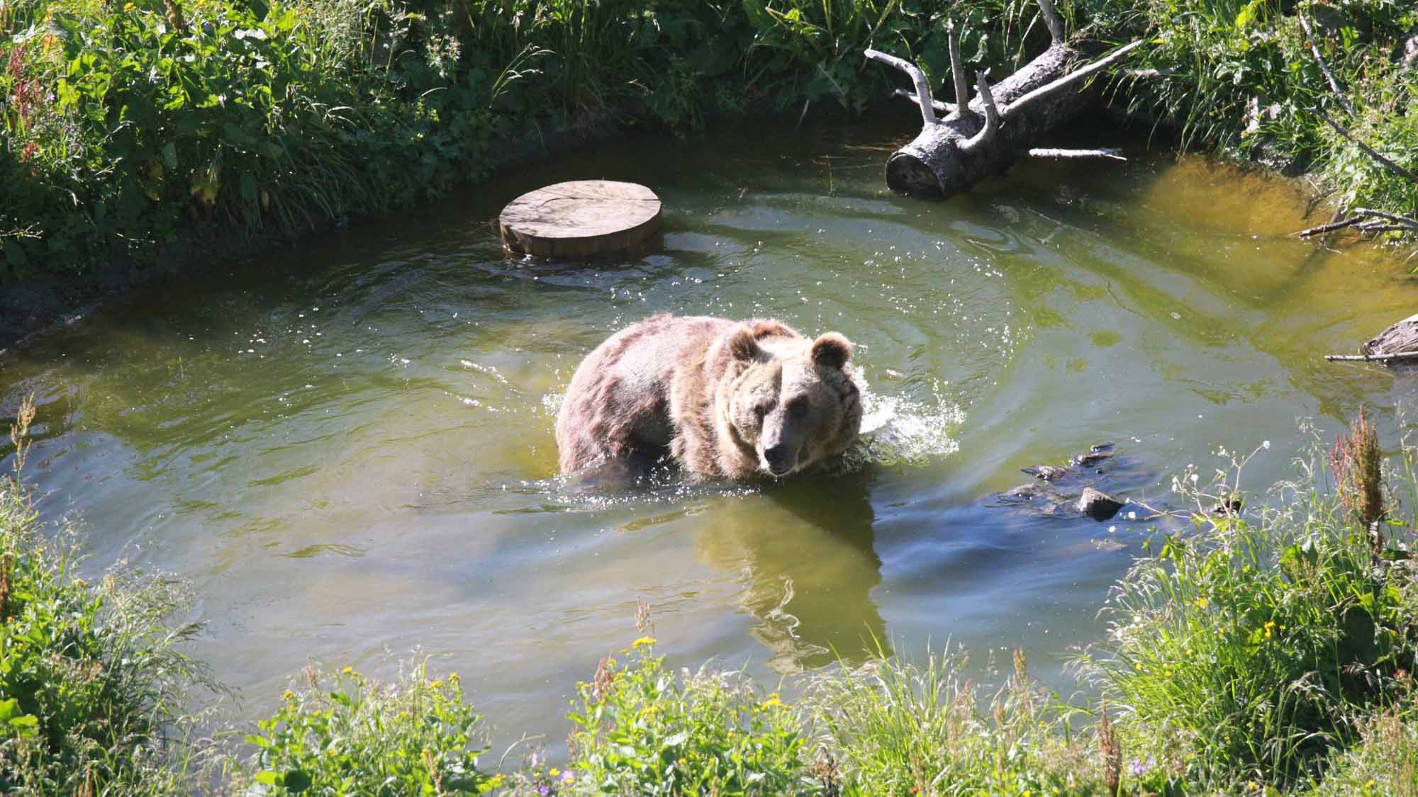Read more about the article Rescue Bear Sam Enjoys First Dip In Pool After Two Months In New Home