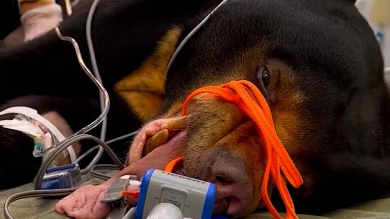 Read more about the article Rare Sun Bears That Were Rescued From Animal Traffickers Who Poached Them As Cubs Get Health Checkup