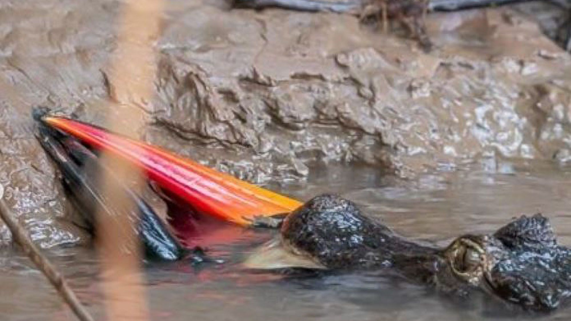 Read more about the article Caiman Gobbles Up Unfortunate Toucan Drinking From River