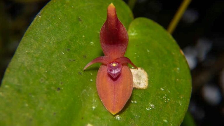 Read more about the article New Plant Found Living On Volcano Doorstep