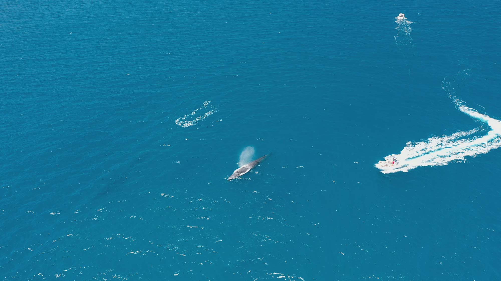 Read more about the article Fury As Tourist Boats Chase Endangered Fin Whales