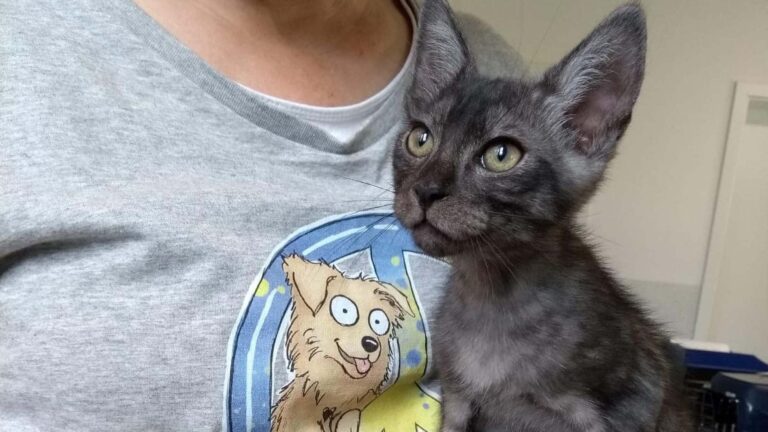 Read more about the article Heartless Couple Put Kitten On  EBay So They Can Go On Holiday