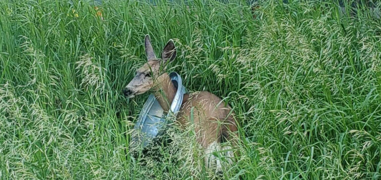 Read more about the article Deer Freed From Metal Bin Lid