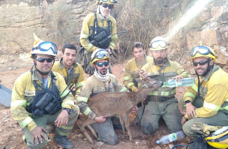 Wildfire Heroes Give Drink To Parched Deer Saved From Inferno