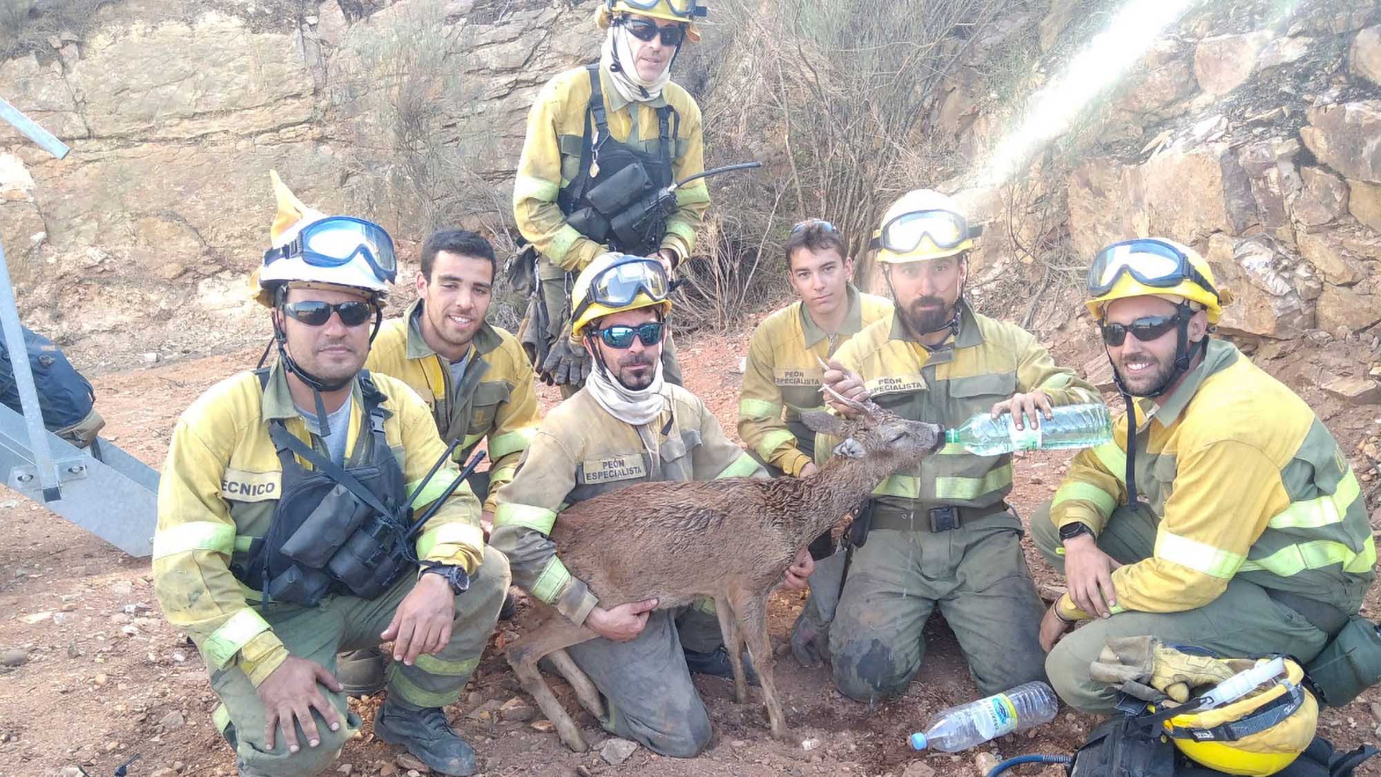 Read more about the article Wildfire Heroes Give Drink To Parched Deer Saved From Inferno