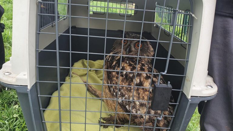 Read more about the article Animal Lovers Release Healed Eurasian Eagle-Owl Back Into Wild