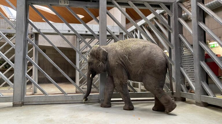 Read more about the article Adorable Two-Year-Old Elephant Dies Of Herpes