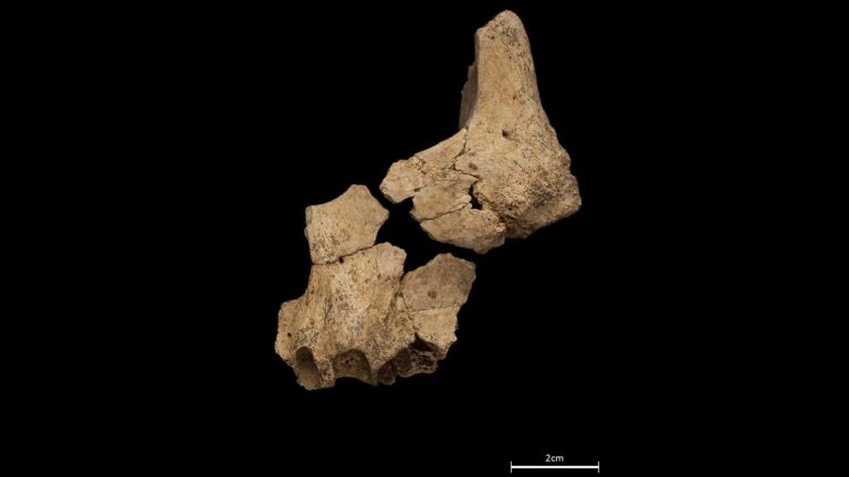 Read more about the article Extraordinary Discovery As Archaeologists Find Jaw Of First European Hominid