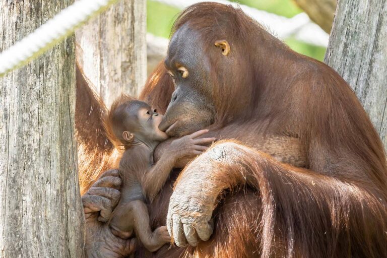 Read more about the article Adorable New Orangutan Baby With Historic Name To Live Up To