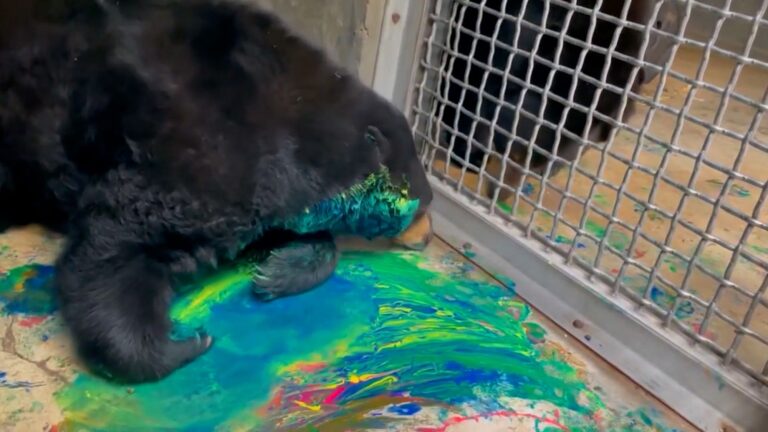 Read more about the article The Bear Who Paints Abstract Masterpieces