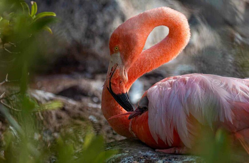 Flamingoes Return To Galapagos Island After 20-Year Gap