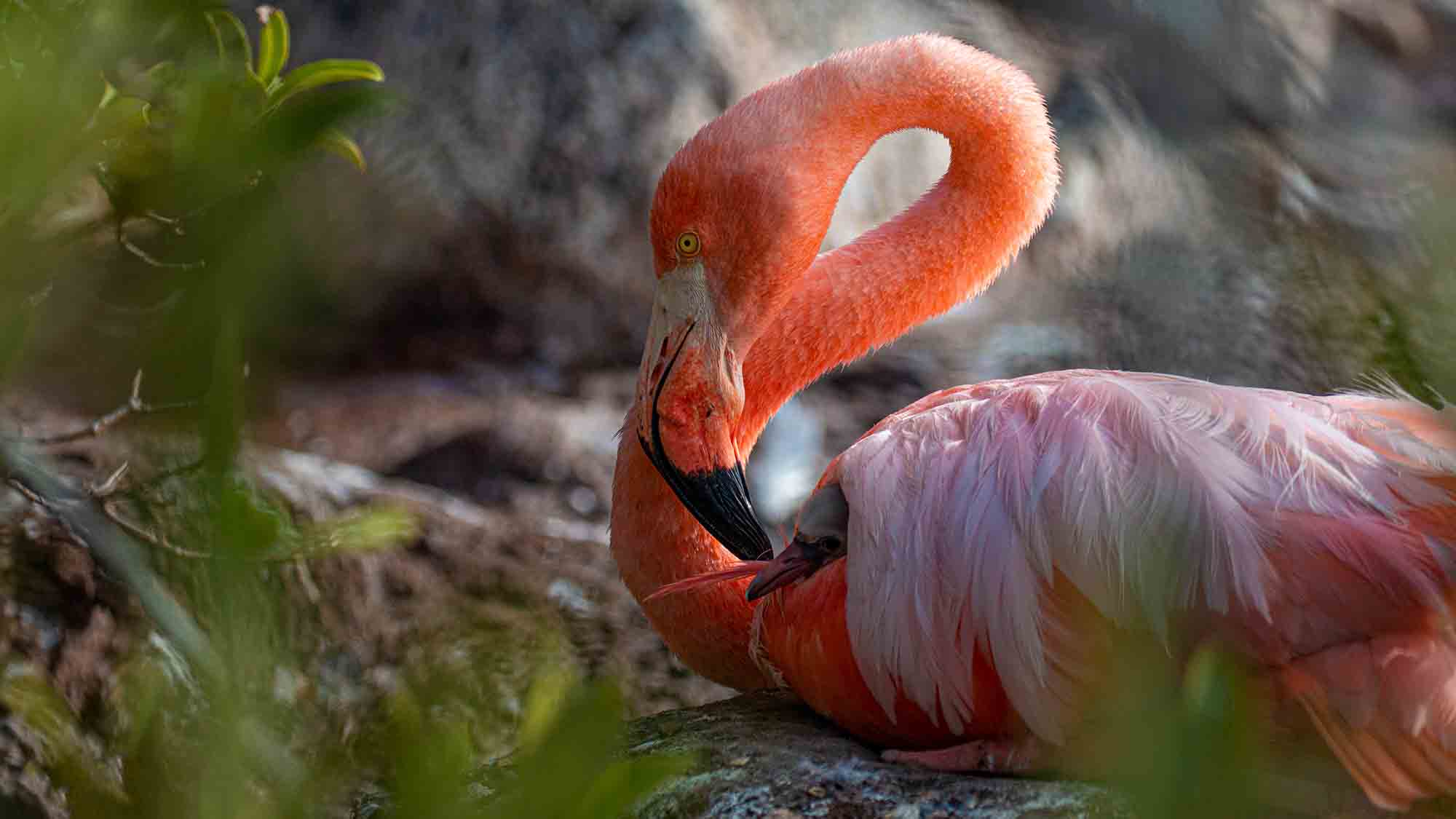 Read more about the article Flamingoes Return To Galapagos Island After 20-Year Gap