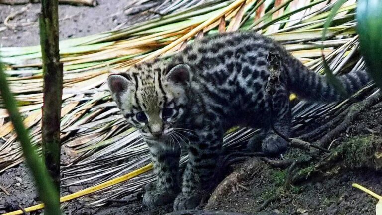 Read more about the article Ocelot Kitten Tries Out Its Climbing Skills