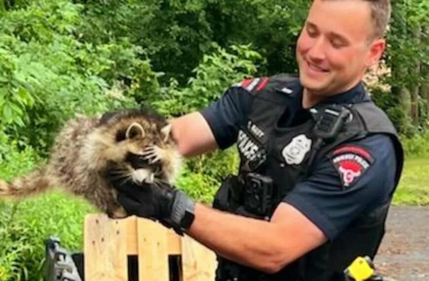 Raccoon Raider Tries To Hide From Police Mugshot