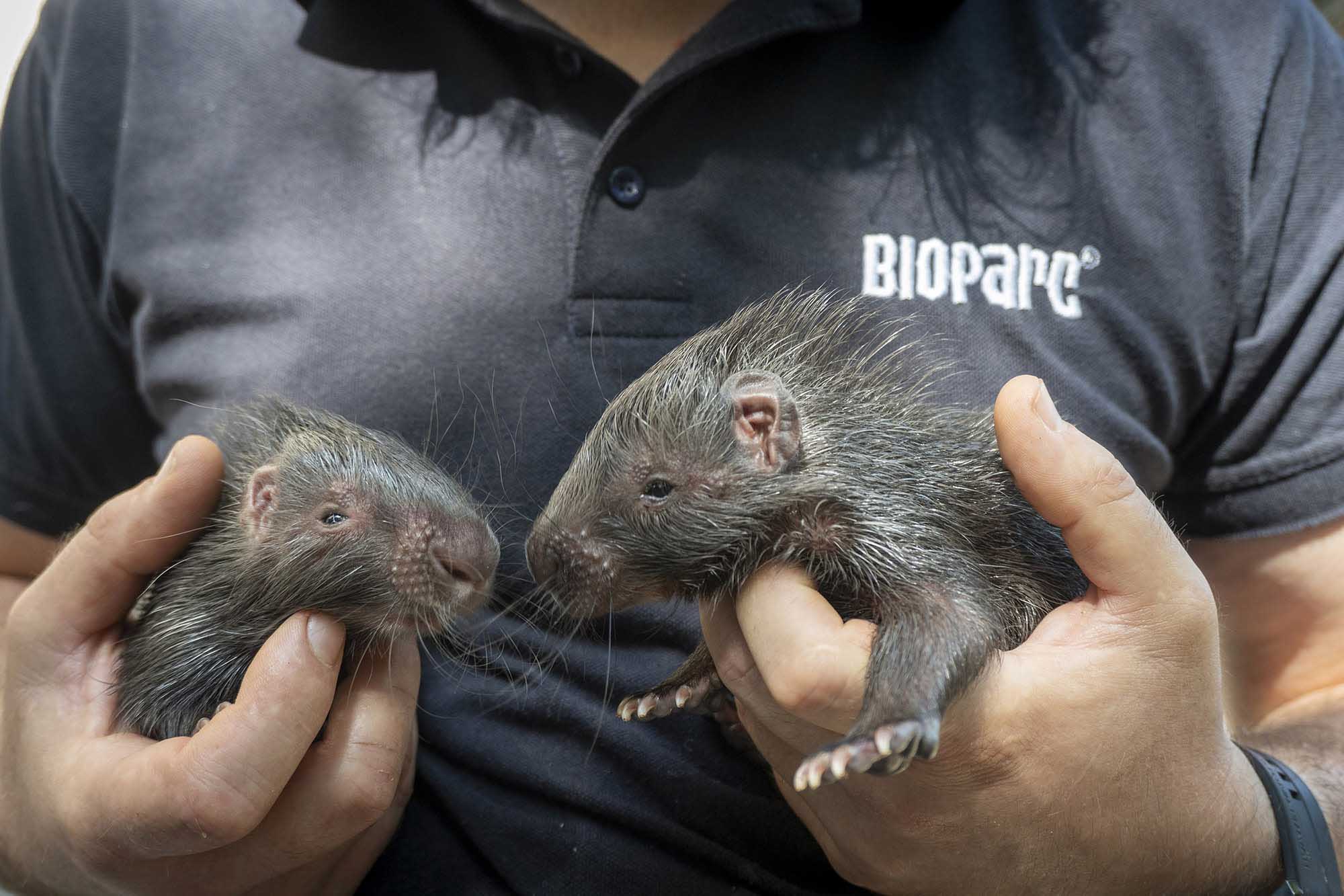 Read more about the article Zookeepers Step In To Hand Rear Cute Baby Porcupines After Mum Abandons Them