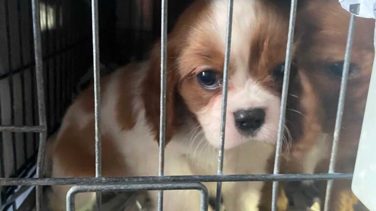 Read more about the article Cops Save 72 Puppies From Breeders’ Prison Van