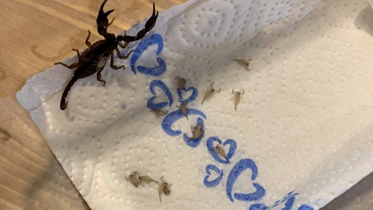 Read more about the article Terrified Tourist Finds 18 Scorpions In Suitcase After Hols