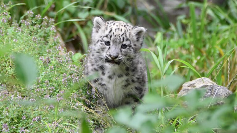 Read more about the article Newborn Snow Leopard Cubs Thrill Fans