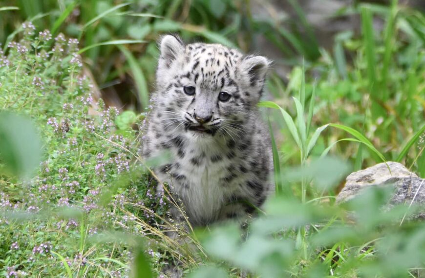 Newborn Snow Leopard Cubs Thrill Fans
