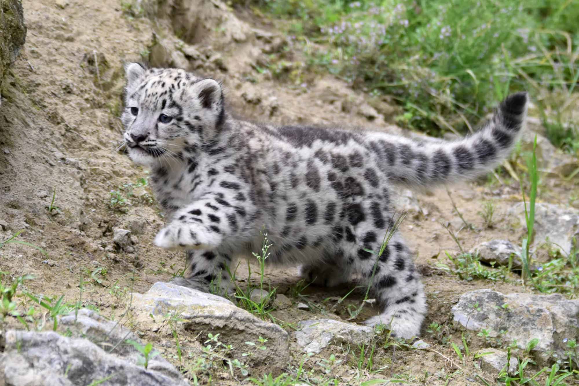 Poland's Wroclaw Zoo welcomes newborn snow leopards